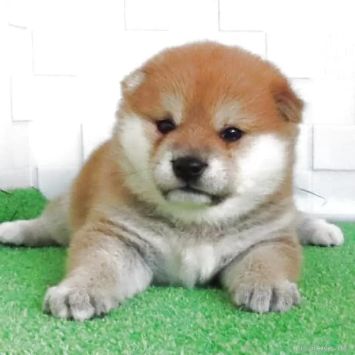 えみ 様のお迎えした子犬