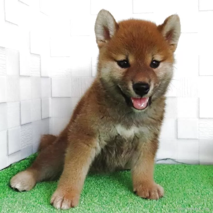 マツ 様のお迎えした子犬