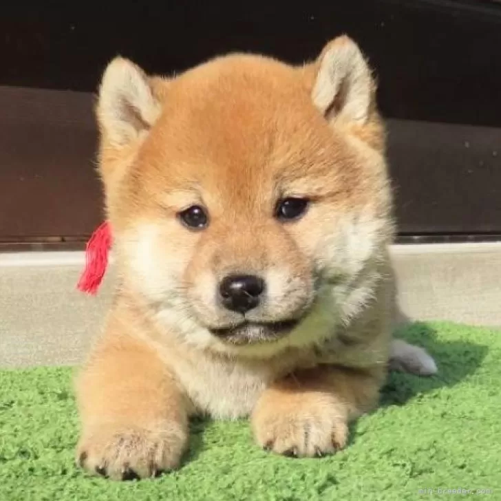 ID:2412-07531の子犬