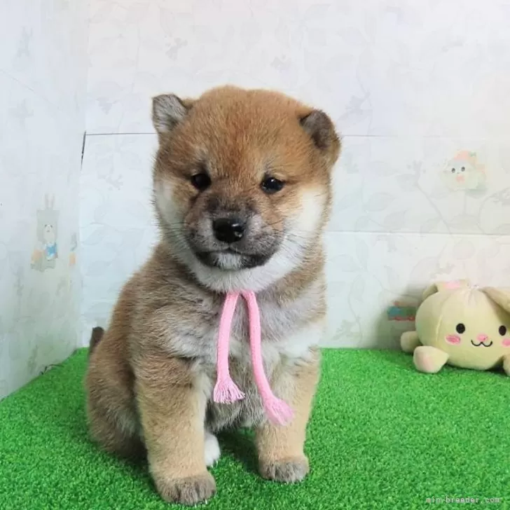 ID：2412-07538の子犬