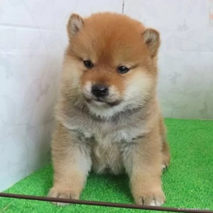 ID：2502-00249の子犬