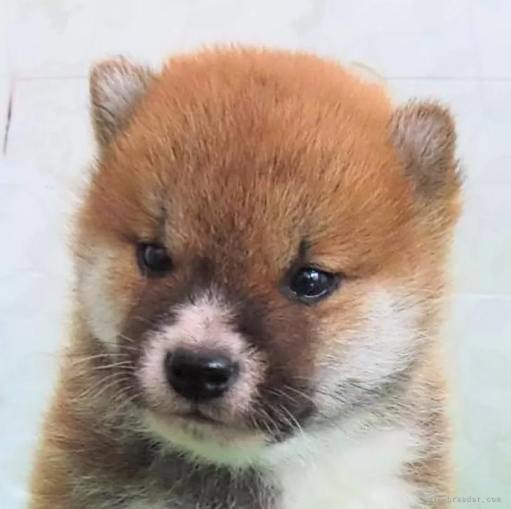 ID:2412-03640の子犬