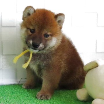 柴犬(標準サイズ)【大阪府・男の子・2025年6月8日・赤】の写真「血統優秀なハイグレードな男の子。」