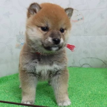 柴犬(標準サイズ)【大阪府・女の子・2025年1月23日・赤】の写真「タヌキ顔の可愛い女の子」