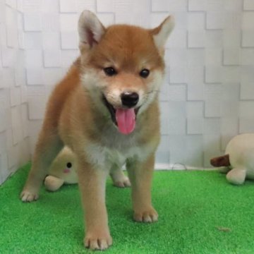 柴犬(標準サイズ)【大阪府・男の子・2025年5月2日・赤】の写真「血統優秀なハイグレードな男の子。」