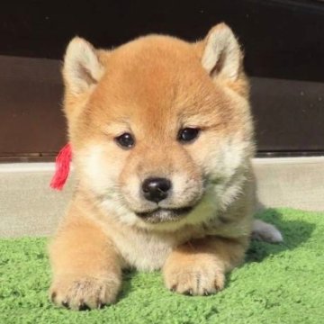 柴犬(標準サイズ)【大阪府・女の子・2024年11月24日・赤】の写真「血統優秀でハイグレード、めっちゃ可愛い女の子。」