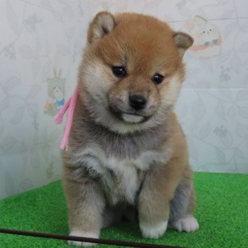 柴犬(標準サイズ)【大阪府・女の子・2024年10月26日・赤】の写真「可愛いさの中にも品格のあるハイグレードな女の子」