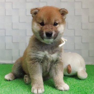 柴犬(標準サイズ)【大阪府・男の子・2025年4月18日・赤】の写真「血統優秀でハイグレードな男の子」