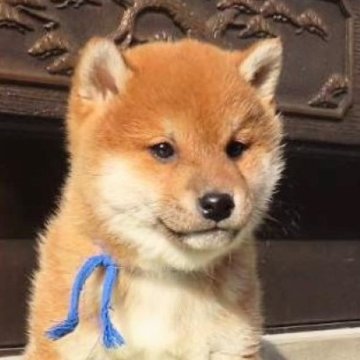 柴犬(標準サイズ)【大阪府・男の子・2024年11月24日・赤】の写真「血統優秀なハイグレードな男の子」