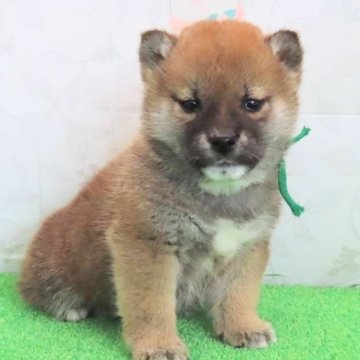 柴犬(標準サイズ)【大阪府・男の子・2025年1月23日・赤】の写真「ちょっと小振りなイケメン男子」