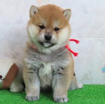 柴犬(標準サイズ)【大阪府・女の子・2024年10月26日・赤】の写真「上品なお顔のめっちゃ可愛い女の子。」