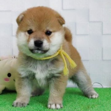 柴犬(標準サイズ)【大阪府・男の子・2025年5月2日・赤】の写真「血統優秀なハイグレードな男の子」