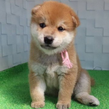 柴犬(標準サイズ)【大阪府・女の子・2025年6月27日・赤】の写真「血統優秀でハイグレードな女の子。」