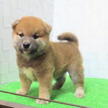 柴犬(標準サイズ)【大阪府・男の子・2025年8月2日・赤】の写真「優秀血統の可愛い男の子」