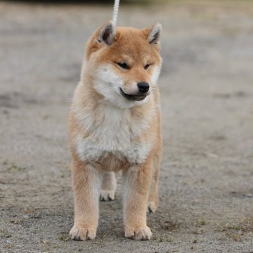 柴犬(標準サイズ)【大阪府・女の子・2024年11月24日・赤】の写真「血統優秀なハイグレードな女の子。」