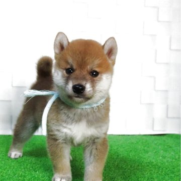 柴犬(標準サイズ)【大阪府・男の子・2025年7月22日・赤】の写真「血統優秀なハイグレードな男の子」