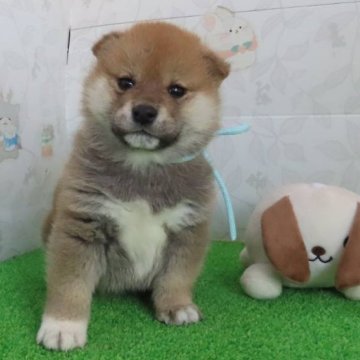 柴犬(標準サイズ)【大阪府・男の子・2024年10月26日・赤】の写真「血統優秀でハイグレードなイケメン君です。」