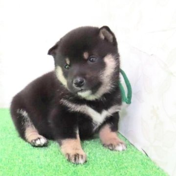 柴犬(豆柴)【大阪府・男の子・2025年9月25日・黒】の写真「小さくて可愛い男の子」