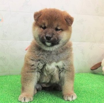 柴犬(標準サイズ)【大阪府・女の子・2025年1月8日・赤】の写真「まんまるお顔の可愛い女の子。」