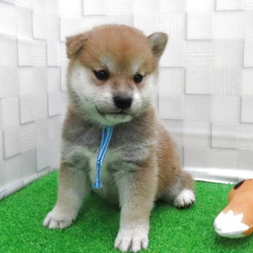 柴犬(標準サイズ)【大阪府・男の子・2025年9月12日・赤】の写真「血統優秀なクオリティーの高いイケメン男子！」