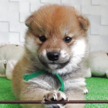柴犬(標準サイズ)【大阪府・男の子・2025年5月2日・赤】の写真「血統優秀なハイグレードな男の子。」
