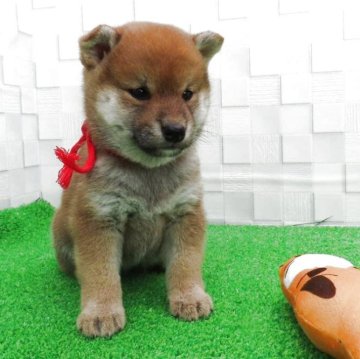 柴犬(標準サイズ)【大阪府・女の子・2025年9月17日・あか】の写真「血統優秀なハイグレードな女の子」