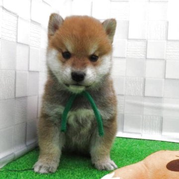 柴犬(標準サイズ)【大阪府・男の子・2025年9月12日・赤】の写真「血統優秀な可愛い男の子」