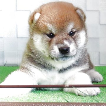 柴犬(標準サイズ)【大阪府・男の子・2025年6月23日・赤】の写真「ちょっと個性的な男の子！」