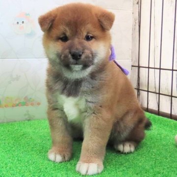 柴犬(標準サイズ)【大阪府・男の子・2025年1月8日・赤】の写真「血統優秀 ハイグレードな男の子。」
