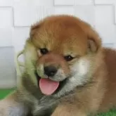 柴犬(標準サイズ)