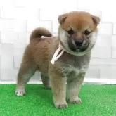 柴犬(標準サイズ)