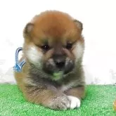 柴犬(標準サイズ)