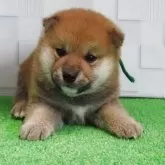 柴犬(標準サイズ)