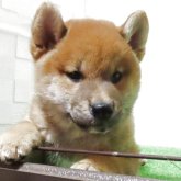 柴犬(標準サイズ)