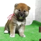 柴犬(標準サイズ)