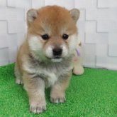 柴犬(標準サイズ)