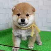 柴犬(標準サイズ)