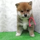 柴犬(標準サイズ)