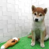 柴犬(標準サイズ)