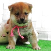 柴犬(標準サイズ)