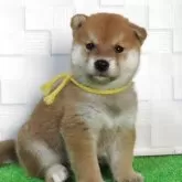 柴犬(標準サイズ)