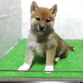 柴犬(標準サイズ)