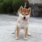 柴犬(標準サイズ)
