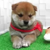 柴犬(標準サイズ)