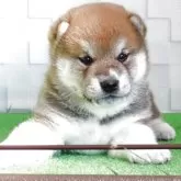 柴犬(標準サイズ)