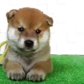 柴犬(標準サイズ)【大阪府・男の子・2025年7月22日・赤】の写真3