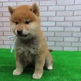 柴犬(標準サイズ)【大阪府・男の子・2025年2月16日・赤】の写真4