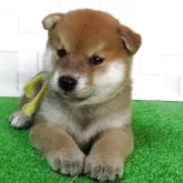 柴犬(標準サイズ)【大阪府・男の子・2025年7月22日・赤】の写真6