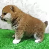 柴犬(標準サイズ)【大阪府・女の子・2025年11月5日・赤】の写真6