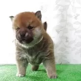 柴犬(標準サイズ)【大阪府・男の子・2025年11月10日・赤】の写真6